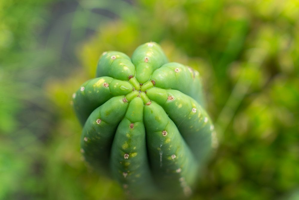San Pedro ceremony in cusco (Peru Sacred Journeys)